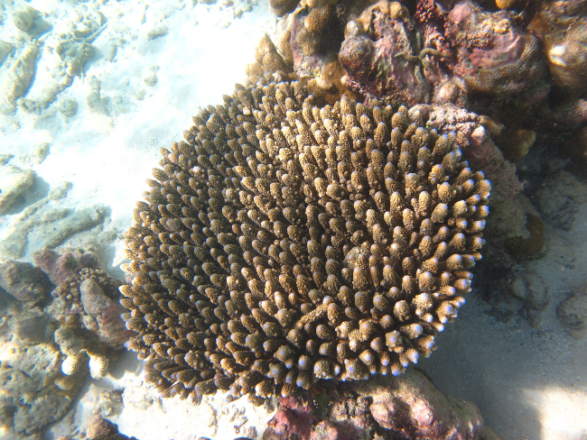  Acropora digitifera (Plate Acropora)